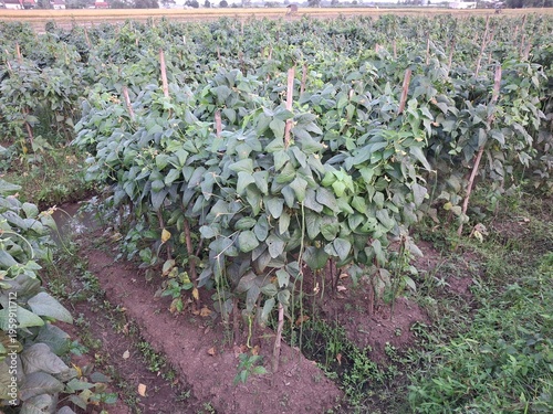 Cultivation of long beans (Vigna unguiculata ssp. sesquipedalis) that thrive in agricultural land. Long beans are characterized by their elongated, twining stems, requiring bamboo stakes or trellises 