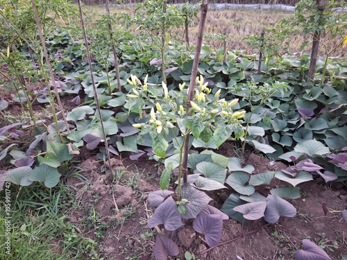 The plot uses an intercropping system, which involves planting more than one type of crop simultaneously in the same area. The following is a description of the plants: White Bird's Eye Chili: The pla