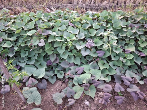 Sweet potato plant (scientific name: Ipomoea batatas). This plant has distinctive heart-shaped leaves in varying shades of green and dark purple. Sweet potato leaves are not only used as a hedge or or