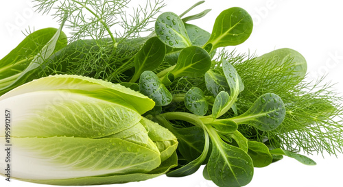 Fresh green lettuce and herbs on black background leafy greens