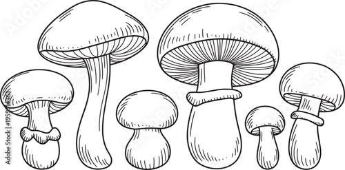 Assorted mushrooms, various types and sizes, detailed line drawing, forest fungi illustration.. Vector illustration
