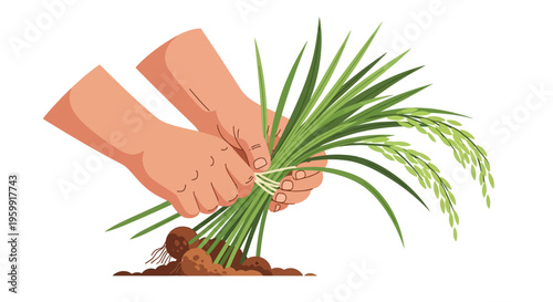 Hands Planting Young Rice Plants: Sustainable Agriculture, Rice Farming & Cultivation
