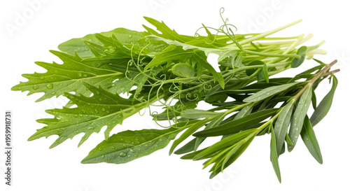 Bunch of green leaves on black background leafy greens