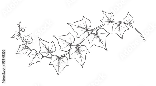 Delicate ivy vine with heart shaped leaves in a style plant nature