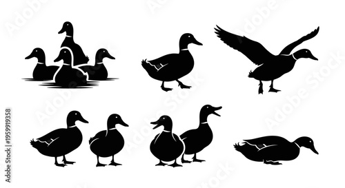 Silhouette Duck Collection: Flying, Swimming, Standing, Group - Vector Art