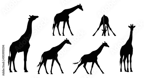 Silhouette Giraffe Collection: Various Poses of African Wildlife Animals