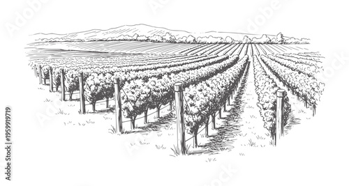 Of a vineyard with rows of grapevines and distant hills agriculture rural
