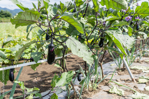 有機畑の水茄子