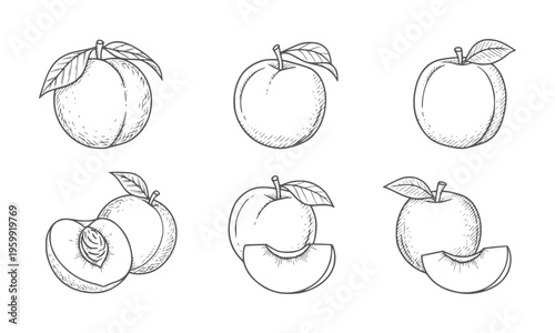 Six hand drawn of peaches and peach slices with leaves fruit vintage retro food