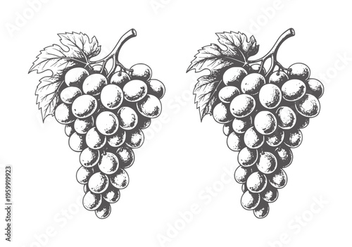 Two line bunches of ripe grapes with leaves fruit food vine