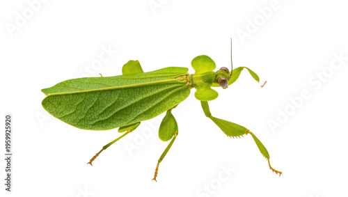 Принти на полотні Detailed studio shot of a vibrant green leaf insect, showcasing its remarkable c