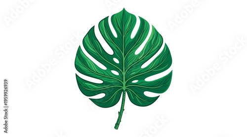 Vibrant Green Monstera Leaf Isolated on White Background.