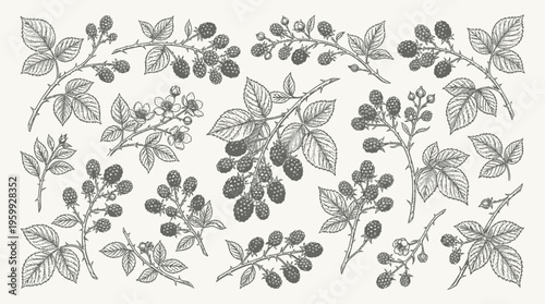 A collection of various leafy branches with berries.