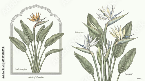 Botanical illustrations of exotic flower species.