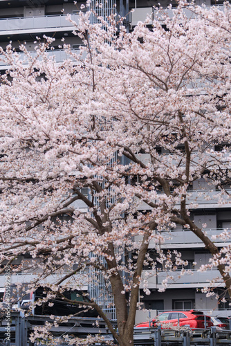 Cherry blossom tree in full bloom standing in front of tokyo apartment buildings