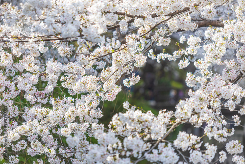 Cherry tree branches full of white sakura flowers against a soft green background