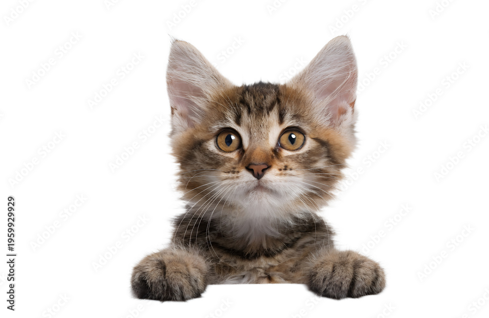Obraz premium Cute Kitten Peeking Over Banner Edge with Paws Copy Space