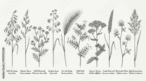Botanical illustration of various plant species.