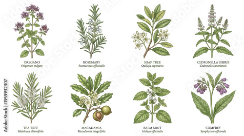 A collection of various herbs and plants.