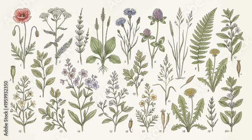 a collection of various wildflowers and plants.
