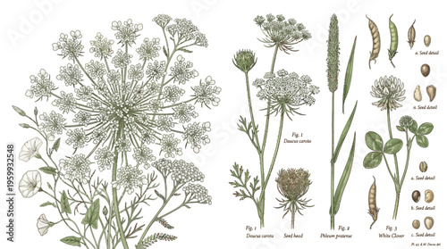 Detailed botanical illustration of various plant species.