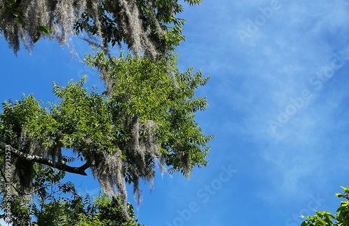 Fotografía Spanish Moss Hanging from Tree Branch Against Clear Blue Sky
