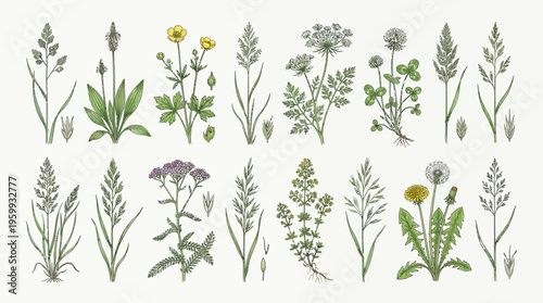 A collection of various wildflowers and plants.