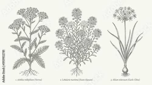 Botanical illustrations of various plant species.