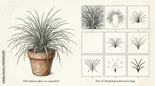 Detailed botanical illustration of a potted plant.