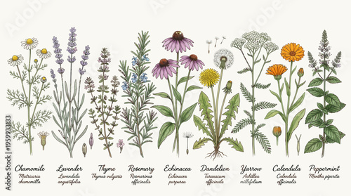 Botanical illustration of various medicinal herbs.
