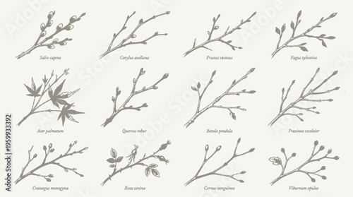 Collection of various botanical branch illustrations.