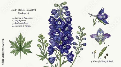 Delphinium elatum Larkspur botanical illustration.