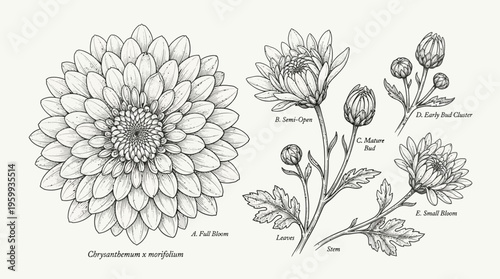 Detailed botanical illustration of Chrysanthemum flowers and parts.