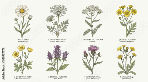 A collection of various wildflower illustrations.