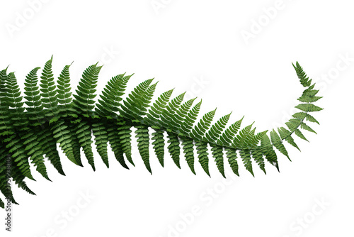 Green fern frond isolated on transparent background, fresh wild plant for nature, botany, and organic themes