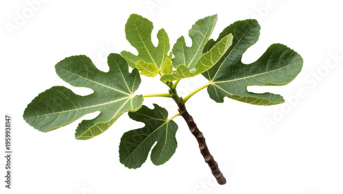 Fotografía Detailed view of a fresh fig branch with vibrant green leaves, showcasing natura