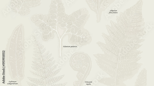 Fossilized leaves on a beige background.