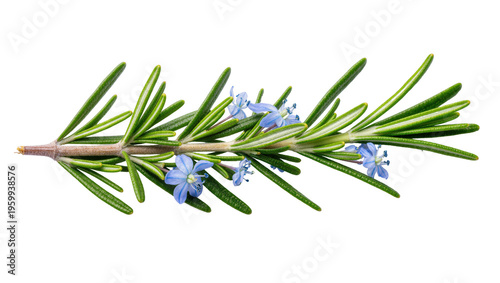 Bild auf Leinwand Vibrant green rosemary sprig with delicate blue flowers, fresh aromatic culinary