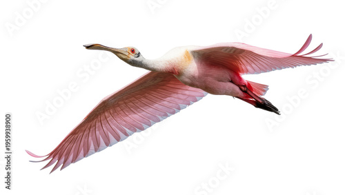Tableau sur toile Beautiful Roseate Spoonbill in flight, showcasing its distinctive bill and pink feathers
