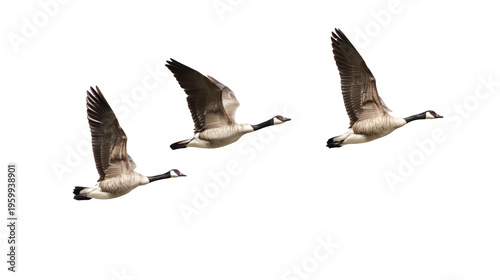 Two wild geese flying together in mid-air with outstretched wings and sharp focus on feathers isolated on transparent background
