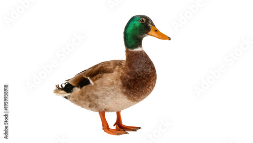 Принти на полотні Detailed full body view of a beautiful male Mallard duck showcasing its colorful