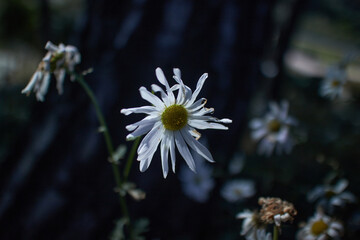 Papier peint photo Établissements de soins Marguerite blanche lumière douce fond sombre  © Seng