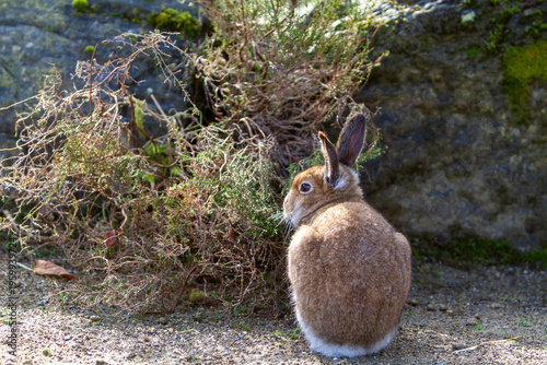 Cute single Irish hare, Lepus timidus hibernicus natural habitat environment, Wild Ireland.