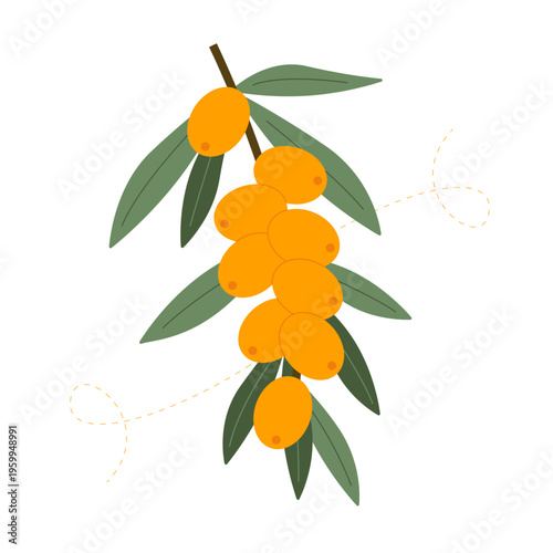 Sea buckthorn berries. Vector illustration of a sea buckthorn branch with ripe orange berries and green leaves isolated on a white background. Ideal for health, food, and cosmetic product packaging.