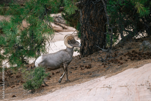 Bighorn sheep ram with curled horns standing beneath a pine tree on sandy slickrock in Zion National Park, Utah