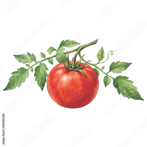 Fresh Tomato Vegetable Illustration Isolated on Transparent Background Vector EPS