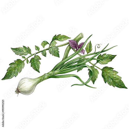 Fresh Spring Onion Green Onion Vegetable Illustration Isolated on Transparent Background Vector EPS