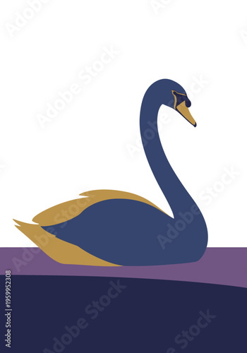 Dark Swan Bird Sitting Calmly.