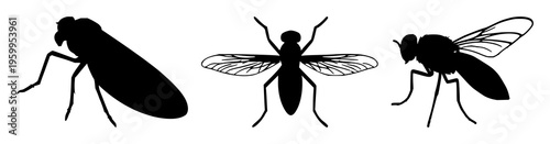 Firefly silhouette set with night sky background and glowing wings featuring insects, glow, nocturnal with vector and minimalist