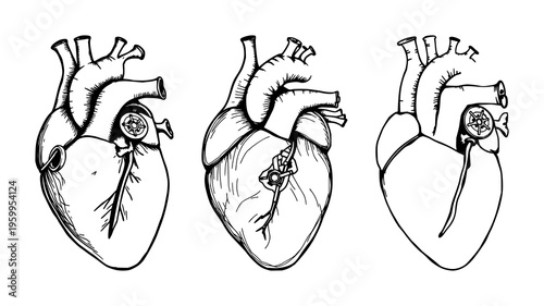 Human heart set with intricate mechanical valve design featuring heart anatomy, bioengineering, mechanical valves with black ink and white background
